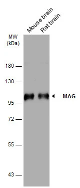 Various whole cell extracts (50 μg) were separated by 7.5% SDS-PAGE, and the membrane was blotted with MAG antibody (GTX114542) diluted at 1:1000. The HRP-conjugated anti-rabbit IgG antibody (GTX213110-01) was used to detect the primary antibody.