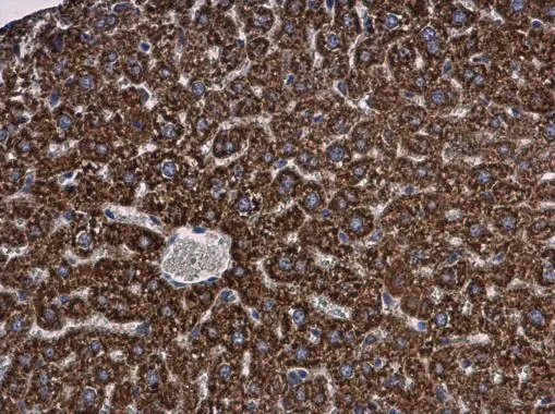 MGST1 antibody [N1C3] detects MGST1 protein at cytoplasm in mouse liver by immunohistochemical analysis. Sample: Paraffin-embedded mouse liver. MGST1 antibody [N1C3] (GTX114551) diluted at 1:500. 
 Antigen Retrieval: Citrate buffer, pH 6.0, 15 min