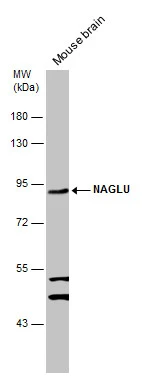 NAGLU antibody [N3C1], Internal