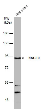NAGLU antibody [N3C1], Internal