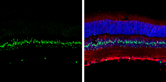 NFIA antibody