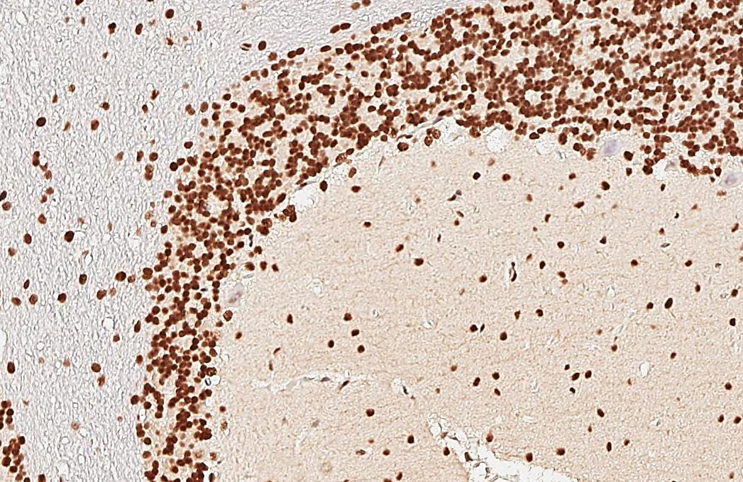 NFIA antibody detects NFIA protein by immunohistochemical analysis. Sample: Paraffin-embedded rat cerebellum. NFIA stained by NFIA antibody (GTX114580) diluted at 1:500. Antigen Retrieval: Citrate buffer, pH 6.0, 15 min