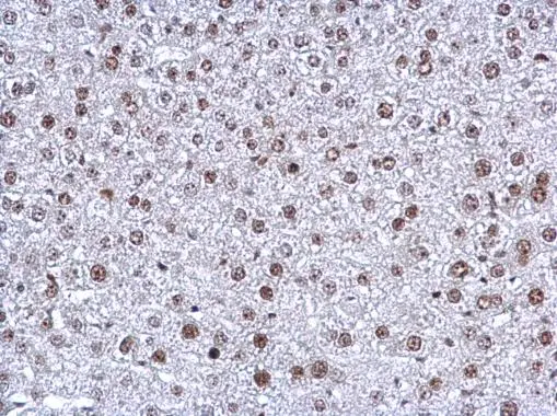 NFYB antibody [N1C3-2] detects NFYB protein at nucleus in mouse liver by immunohistochemical analysis. Sample: Paraffin-embedded mouse liver. NFYB antibody [N1C3-2] (GTX114585) diluted at 1:500. 
 Antigen Retrieval: Citrate buffer, pH 6.0, 15 min