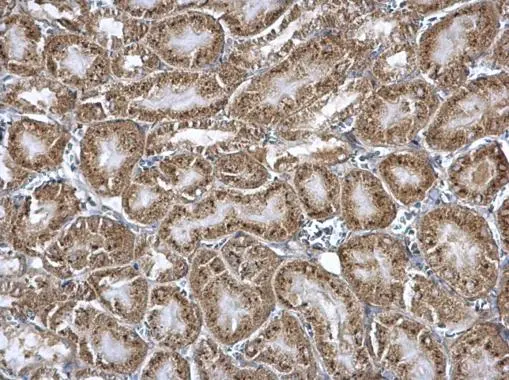 Nucleobindin 1 antibody [N3C3] detects Nucleobindin 1 protein at cytosol on mouse kidney by immunohistochemical analysis. Sample: Paraffin-embedded mouse kidney. Nucleobindin 1 antibody [N3C3] (GTX114593) dilution: 1:500. 
 Antigen Retrieval: Trilogy? (EDTA based, pH 8.0) buffer, 15min