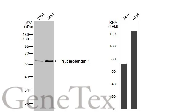 Various whole cell extracts (30 μg) were separated by 10% SDS-PAGE, and the membrane was blotted with Nucleobindin 1 antibody [HL2530] (GTX114593) diluted at 1:1000. The HRP-conjugated anti-rabbit IgG antibody (GTX213110-01) was used to detect the primary antibody. Corresponding RNA expression data for the same cell lines are based on Human Protein Atlas program.