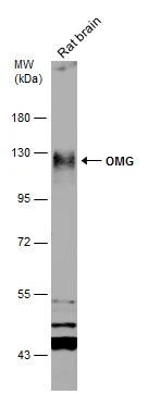 Rat tissue extract (50 μg) was separated by 7.5% SDS-PAGE, and the membrane was blotted with OMG antibody (GTX114598) diluted at 1:500.