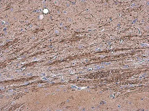 OMG antibody detects OMG protein at cell membrane in rat brain by immunohistochemical analysis. Sample: Paraffin-embedded rat brain. OMG antibody (GTX114599) diluted at 1:500. 
 Antigen Retrieval: Citrate buffer, pH 6.0, 15 min