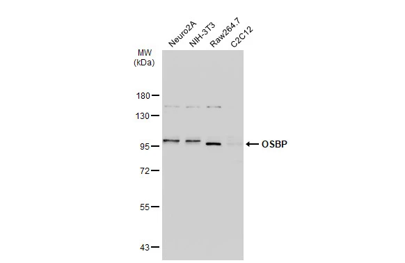 OSBP antibody [C2C3], C-term