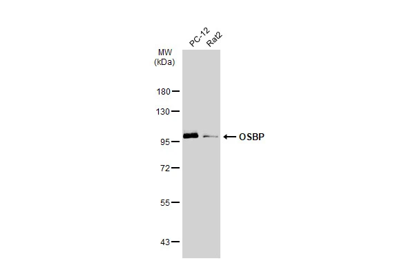 OSBP antibody [C2C3], C-term