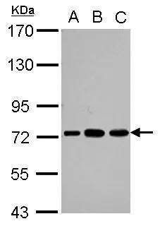 Sample (30 ug of whole cell lysate) A: Jurkat B: Raji C: K562 7.5% SDS PAGE GTX114611 diluted at 1:1000 
