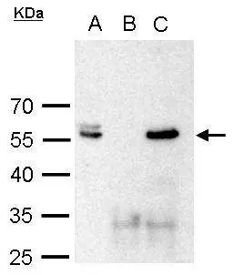 Brn2 antibody immunoprecipitates Brn2 protein in IP experiments.