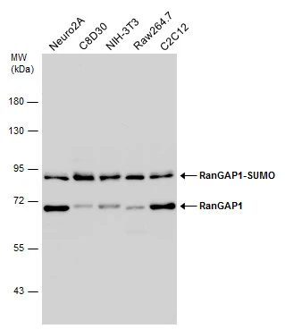 RanGAP1 antibody [N1N3]