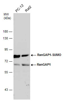 RanGAP1 antibody [N1N3]