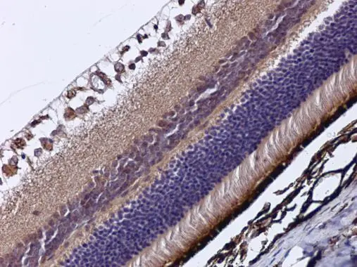 RBP3 antibody [C2C3], C-term detects RBP3 protein at cytoplasm in mouse eye by immunohistochemical analysis. Sample: Paraffin-embedded mouse eye. RBP3 antibody [C2C3], C-term (GTX114714) diluted at 1:500. 
 Antigen Retrieval: Citrate buffer, pH 6.0, 15 min