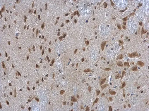 RPL3 antibody [N3C3] detects RPL3 protein at cytoplasm in mouse brain by immunohistochemical analysis. Sample: Paraffin-embedded mouse brain. RPL3 antibody [N3C3] (GTX114725) diluted at 1:500. 
 Antigen Retrieval: Citrate buffer, pH 6.0, 15 min