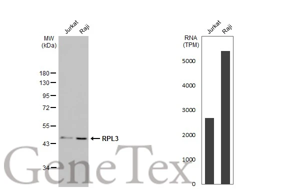 Various whole cell extracts (30 μg) were separated by 10% SDS-PAGE, and the membrane was blotted with RPL3 antibody [N3C3] (GTX114725) diluted at 1:1000. The HRP-conjugated anti-rabbit IgG antibody (GTX213110-01) was used to detect the primary antibody. Corresponding RNA expression data for the same cell lines are based on Human Protein Atlas program.