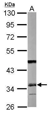 Sample (50 ug of whole cell lysate) A: mouse liver 10% SDS PAGE GTX114755 diluted at 1:1000
