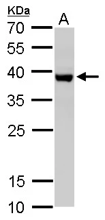 SH3GL3 antibody detects SH3GL3 protein by western blot analysis. A. 50 μg mouse brain lysate/extract 12 % SDS-PAGE SH3GL3 antibody (GTX114758) dilution: 1:1000