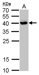SH3GL3 antibody detects SH3GL3 protein by western blot analysis. A. 50 μg rat brain lysate/extract 12 % SDS-PAGE SH3GL3 antibody (GTX114758) dilution: 1:5000