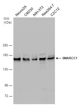 Various whole cell extracts (30 μg) were separated by 5% SDS-PAGE, and the membrane was blotted with SMARCC1 antibody [C2C3], C-term (GTX114777) diluted at 1:1000. The HRP-conjugated anti-rabbit IgG antibody (GTX213110-01) was used to detect the primary antibody.
