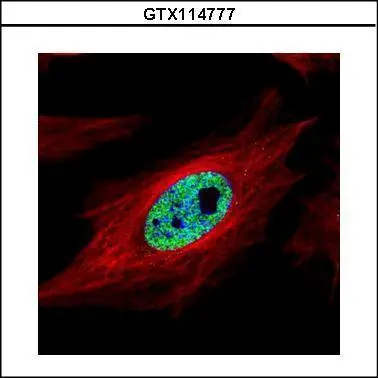 GTX114777 ICC/IF Image