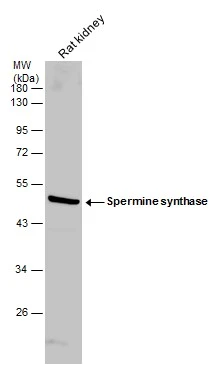 Rat tissue extract (50 μg) was separated by 10% SDS-PAGE, and the membrane was blotted with Spermine synthase antibody [N3C3] (GTX114783) diluted at 1:500.