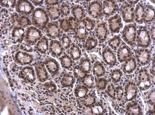 SF2 antibody detects SF2 protein at nucleus on mouse duodenum by immunohistochemical analysis. Sample: Paraffin-embedded mouse duodenum. SF2 antibody (GTX114918) dilution: 1:500. 
 Antigen Retrieval: Trilogy? (EDTA based, pH 8.0) buffer, 15min