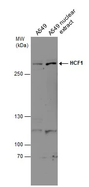 A549 whole cell and nuclear extracts (30 μg) were separated by 5% SDS-PAGE, and the membrane was blotted with HCF1 antibody [N1], N-term (GTX114922) diluted at 1:500. The HRP-conjugated anti-rabbit IgG antibody (GTX213110-01) was used to detect the primary antibody.