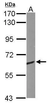 CRMP1 antibody