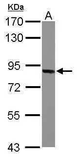 Sample (50 ug of whole cell lysate) A: mouse brain 7.5% SDS PAGE GTX114946 diluted at 1:500