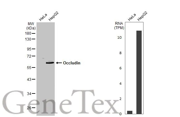 Occludin antibody