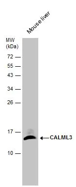 Mouse tissue extract (50 μg) was separated by 15% SDS-PAGE, and the membrane was blotted with CALML3 antibody [N1C3] (GTX114954) diluted at 1:1000.