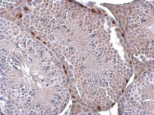 ERF antibody detects ERF protein at nucleus by immunohistochemical analysis. Sample: Paraffin-embedded mouse testis. ERF stained by ERF antibody (GTX114971) diluted at 1:500.
 Antigen Retrieval: Citrate buffer, pH 6.0, 15 min