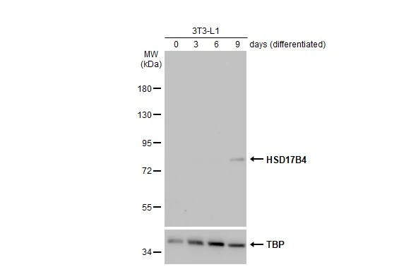 3T3-L1 and differentiated 3T3-L1 whole cell extracts (30 μg) were separated by 7.5% SDS-PAGE, and the membrane was blotted with HSD17B4 antibody (GTX114978) diluted at 1:1000. The HRP-conjugated anti-rabbit IgG antibody (GTX213110-01) was used to detect the primary antibody, and the signal was developed with Trident ECL plus-Enhanced.