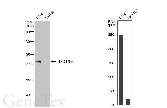 Various whole cell extracts (30 μg) were separated by 7.5% SDS-PAGE, and the membrane was blotted with HSD17B4 antibody (GTX114978) diluted at 1:1000. The HRP-conjugated anti-rabbit IgG antibody (GTX213110-01) was used to detect the primary antibody, and the signal was developed with Trident ECL plus-Enhanced. Corresponding RNA expression data for the same cell lines are based on Human Protein Atlas program.