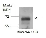 Glutaminase antibody [C1C3] detects Glutaminase protein by Western blot analysis. A. 20 μg Raw264 whole cell lysate/extract Glutaminase antibody [C1C3] (GTX114982) dilution: 1:1000