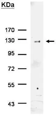 6X His tag antibody detects His-tagged recombinant proteins by indirect ELISA analysis.