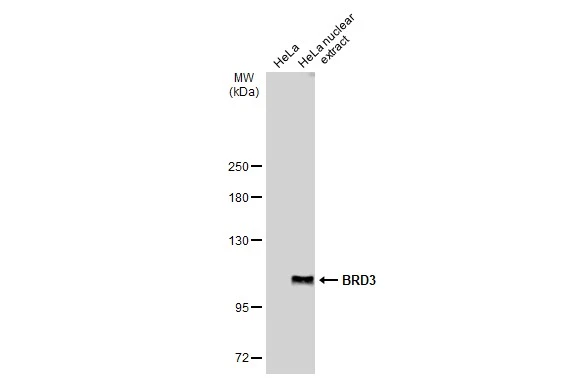 HeLa whole cell and nuclear extracts (30 μg) were separated by 5% SDS-PAGE, and the membrane was blotted with BRD3 antibody (GTX115058) diluted at 1:1000. The HRP-conjugated anti-rabbit IgG antibody (GTX213110-01) was used to detect the primary antibody.