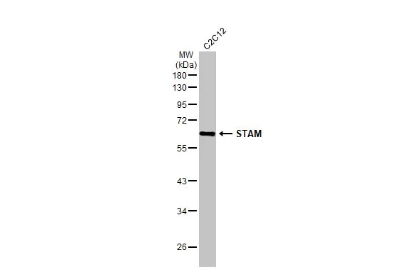 Whole cell extract (30 μg) was separated by -% SDS-PAGE, and the membrane was blotted with STAM antibody [N2C2], Internal (GTX115060) diluted at 1:1000. The HRP-conjugated anti-rabbit IgG antibody (GTX213110-01) was used to detect the primary antibody.