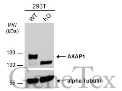 Wild-type (WT) and AKAP1 knockout (KO) 293T cell extracts (30 μg) were separated by 7.5% SDS-PAGE, and the membrane was blotted with AKAP1 antibody [N1N2], N-term (GTX115067) diluted at 1:2000. The HRP-conjugated anti-rabbit IgG antibody (GTX213110-01) was used to detect the primary antibody.