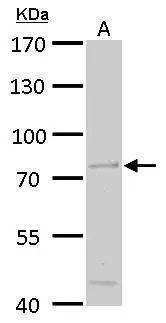 ACOX3 antibody detects ACOX3 protein by Western blot analysis. A. 50 μg mouse liver lysate/extract 7.5 % SDS-PAGE ACOX3 antibody (GTX115077) dilution: 1:500