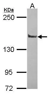 Liprin alpha 1 antibody [N1N2],N-term detects Liprin alpha 1 protein by immunofluorescent analysis.