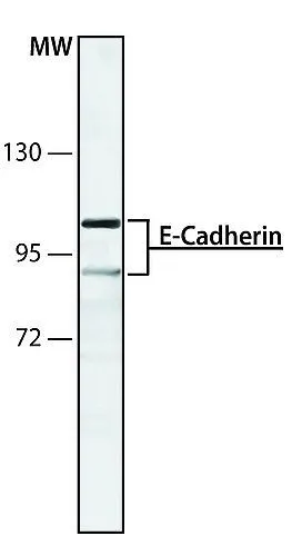 ICC/IF analysis of MDCK cells using GTX11512 E-Cadherin antibody [DECMA-1] at 1:3,200. Cells were fixed and permeabilized with cold methanol followed by acetone.