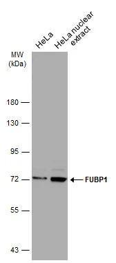 Hela whole cell and nuclear extracts (30 μg) were separated by 7.5% SDS-PAGE, and the membrane was blotted with FUBP1 antibody (GTX115154) diluted at 1:5000. The HRP-conjugated anti-rabbit IgG antibody (GTX213110-01) was used to detect the primary antibody.