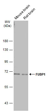 Various tissue extracts (50 μg) were separated by 7.5% SDS-PAGE, and the membrane was blotted with FUBP1 antibody (GTX115154) diluted at 1:5000. The HRP-conjugated anti-rabbit IgG antibody (GTX213110-01) was used to detect the primary antibody.