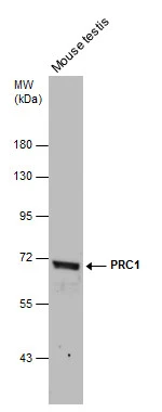 Mouse tissue extract (50 μg) was separated by 7.5% SDS-PAGE, and the membrane was blotted with PRC1 antibody [N1N2], N-term (GTX115179) diluted at 1:1000.