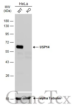 Wild-type (WT) and USP14 knockout (KO) HeLa cell extracts (30 μg) were separated by 10% SDS-PAGE, and the membrane was blotted with USP14 antibody (GTX115186) diluted at 1:1000. The HRP-conjugated anti-rabbit IgG antibody (GTX213110-01) was used to detect the primary antibody.