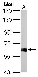 USP14 antibody detects USP14 protein by Western blot analysis. A. 50 μg mouse brain lysate/extract 7.5 % SDS-PAGE USP14 antibody (GTX115186) dilution: 1:1000