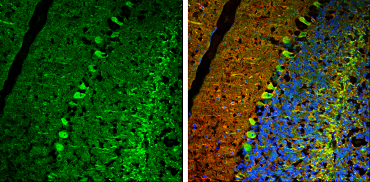 USP14 antibody detects USP14 protein expression by immunohistochemical analysis. Sample: Frozen-sectioned adult mouse cerebellum. Green: USP14 protein stained by USP14 antibody (GTX115187) diluted at 1:250. Red: beta Tubulin 3/ TUJ1, stained by beta Tubulin 3/ Tuj1 antibody [GT886] (GTX631830) diluted at 1:500. Blue: Fluoroshield with DAPI (GTX30920).