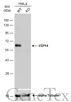 Wild-type (WT) and USP14 knockout (KO) HeLa cell extracts (30 μg) were separated by 10% SDS-PAGE, and the membrane was blotted with USP14 antibody (GTX115187) diluted at 1:1000. The HRP-conjugated anti-rabbit IgG antibody (GTX213110-01) was used to detect the primary antibody. Wild-type (WT) and USP14 knockout (KO) HeLa cell extracts (30 μg) were separated by 10% SDS-PAGE, and the membrane was blotted with USP14 antibody (GTX115187) diluted at 1:1000. The HRP-conjugated anti-rabbit IgG antibody (GTX213110-01) was used to detect the primary antibody.